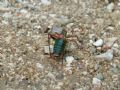 Barbitistes sp.